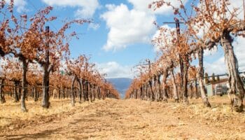 Dry vineyard extreme heat