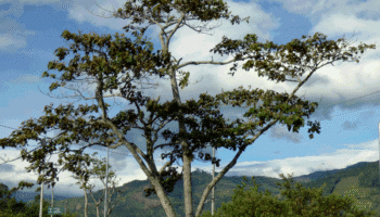 An image of a balsa wood tree in Colombia, with visible electric cables in the background.